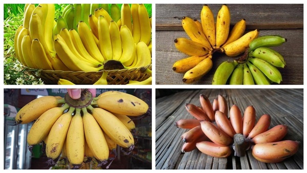 Lựa chọn loại chuối phù hợp với khẩu vị