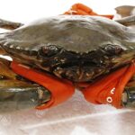 Cua bao nhiêu protein? Khám phá giá trị dinh dưỡng của cua