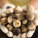 Nấm rơm bao nhiêu protein? Cách lựa chọn và bảo quản Nấm Rơm