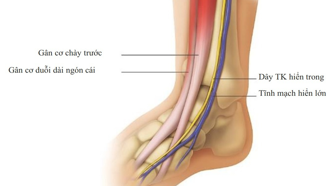 Hiểu về cấu trúc chân và khả năng cải thiện