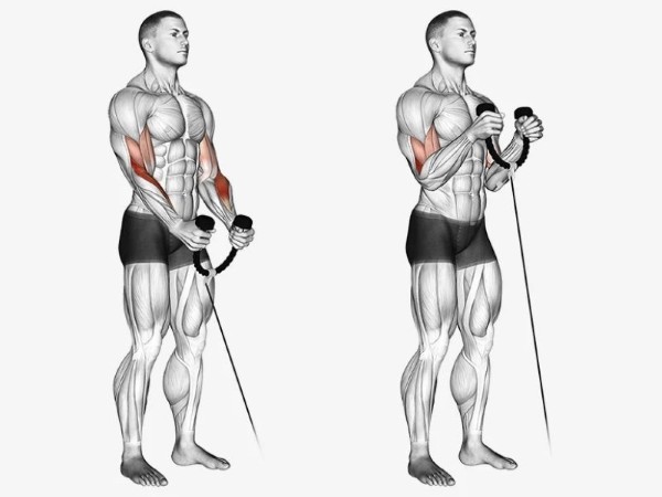 Biceps là gì?