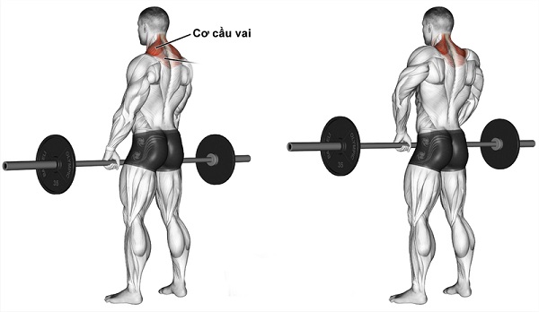 Barbell Shrugs (Nhún vai với tạ đòn)