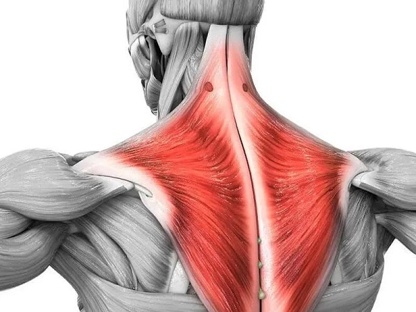Cơ cầu vai là một trong những nhóm cơ quan trọng nhất của cơ thể