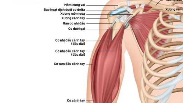 Cơ tam đầu bắp tay sau là nhóm cơ chính nằm ở mặt sau của cánh tay