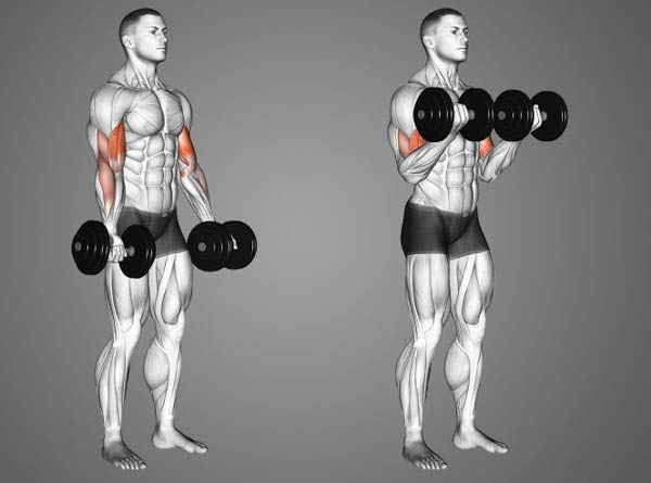Cuộn bắp tay trước (Dumbbell Curl)