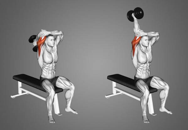 Bài tập cho cơ tay sau (Triceps Extensions)